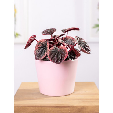 Peperomia 'Abricos'