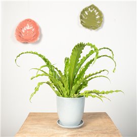 Asplenium 'Osaka' |Mała