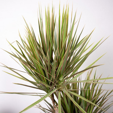 Dracena 'Bicolor' | 3 Pędy