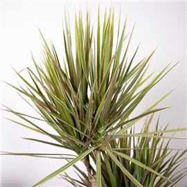 Dracena 'Bicolor' | 3 Pędy