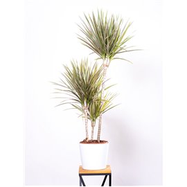 Dracena 'Bicolor' | 3 Pędy