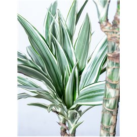 Dracena 'White Stripe'