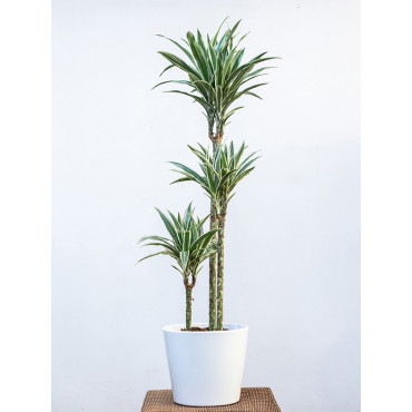 Dracena 'White Stripe'