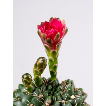 Gymnocalycium baldanium