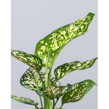 Aglaonema 'Ivory Jade'