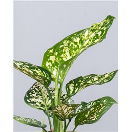 Aglaonema 'Ivory Jade'