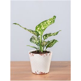 Aglaonema 'Ivory Jade'