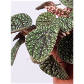 Peperomia Green Bubble