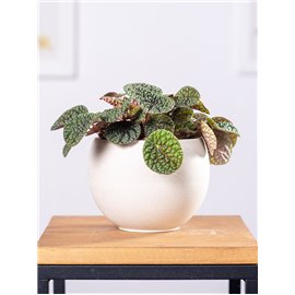 Peperomia Green Bubble