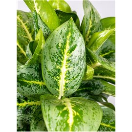 Aglaonema 'Lemon Mint'