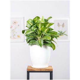 Aglaonema 'Lemon Mint'