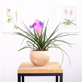 Oplątwa | Tillandsia cyanea