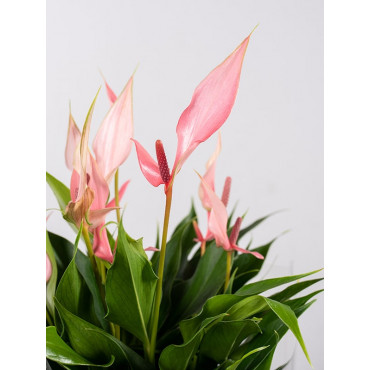 Anturium 'Lilli Pink'