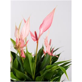 Anturium 'Lilli Pink'