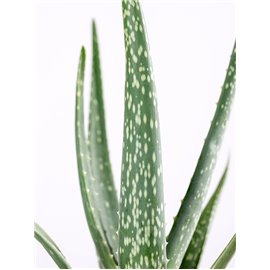 Aloes leczniczy