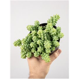 Sedum burrito