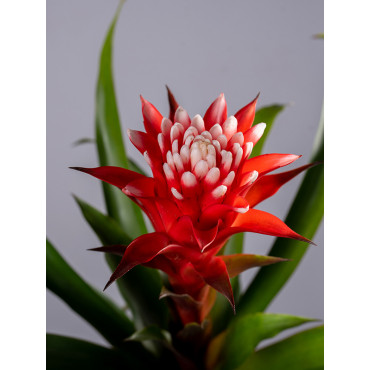 Guzmania 'Hope'