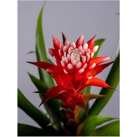 Guzmania 'Hope'