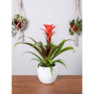 Guzmania 'Hope'