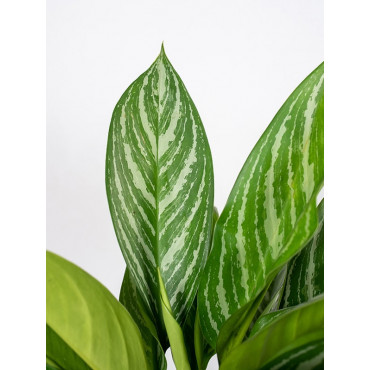 Aglaonema 'Stripes'