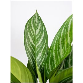 Aglaonema 'Stripes'