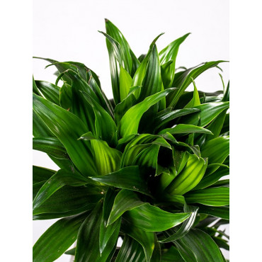 Dracena 'Compacta'