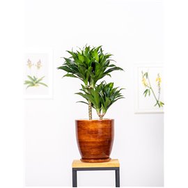 Dracena 'Compacta'