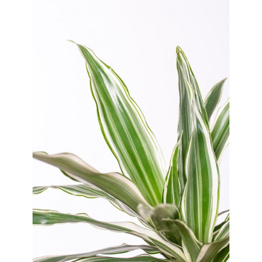 Dracena 'Warneckii'