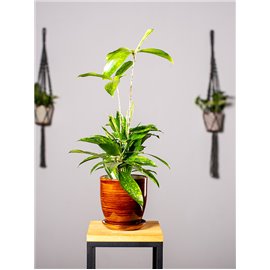 Dracena 'Aurea' | Mała