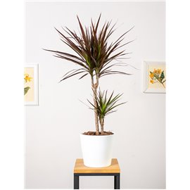 Dracena 'Magenta'