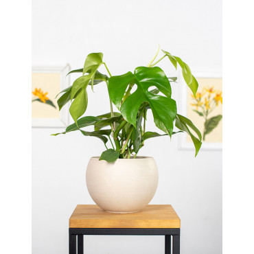 Monstera 'Minima' | Mała