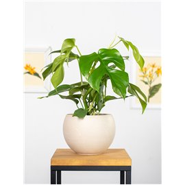 Monstera 'Minima' | Mała