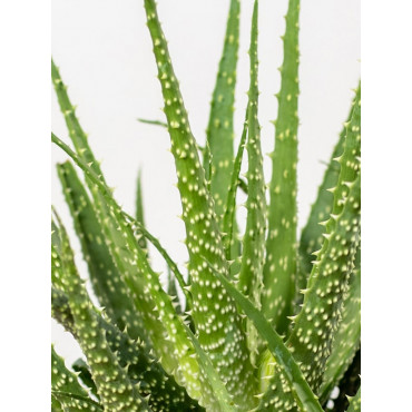 Aloes niski | Mały