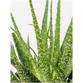 Aloes niski | Mały