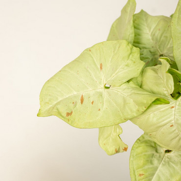 Syngonium 'Milk Confetti'