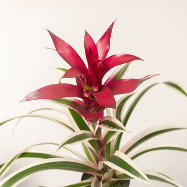 Guzmania 'Purple & Stripes'