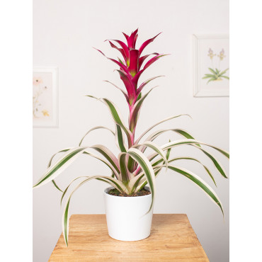 Guzmania 'Purple & Stripes'