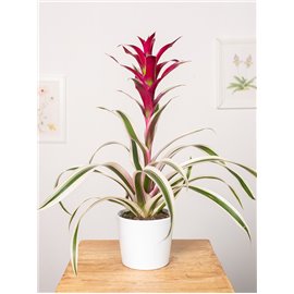 Guzmania 'Purple & Stripes'