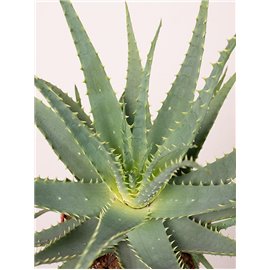 Aloes drzewiasty