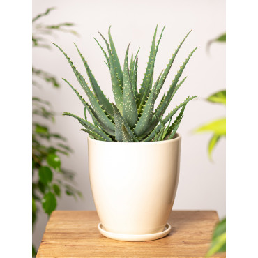 Aloes drzewiasty