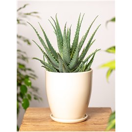 Aloes drzewiasty