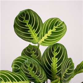 Maranta 'Lemon Lime'