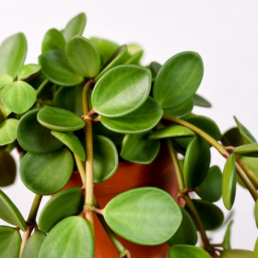 Peperomia 'Hope'