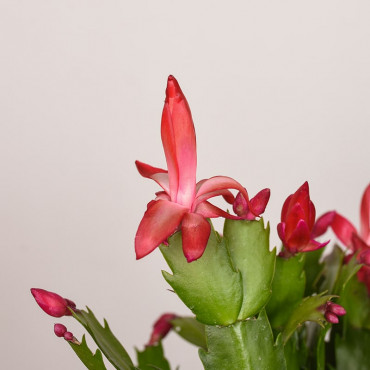 Szlumbergera | Czerwona | Mała