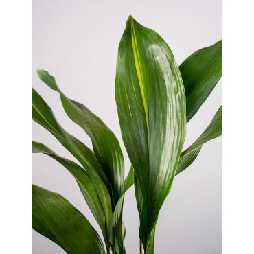 Aspidistra | Duża