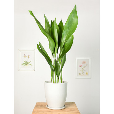 Aspidistra | Duża