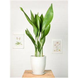 Aspidistra | Duża