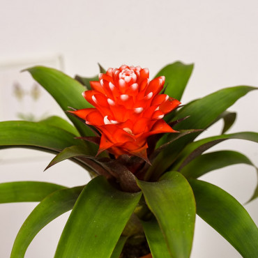 Guzmania 'Priscilla'