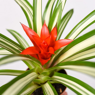 Guzmania 'Sue Anne'