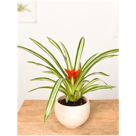 Guzmania 'Sue Anne'